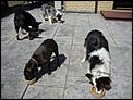 For Kija - our dogs in New Zealand-dogs-xmas-dinner-2010-small.jpg