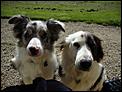 For Kija - our dogs in New Zealand-begging.jpg