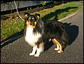 For Kija - our dogs in New Zealand-dscf4339.jpg