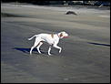 For Kija - our dogs in New Zealand-peach.jpg