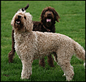 For Kija - our dogs in New Zealand-screen-shot-2011-07-06-9.35.50-pm.png