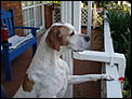 For Kija - our dogs in New Zealand-peach1.jpg