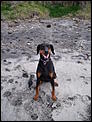 For Kija - our dogs in New Zealand-misty2-2-.jpg