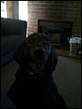 For Kija - our dogs in New Zealand-image0000.jpg