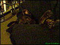 For Kija - our dogs in New Zealand-dsc00084.jpg