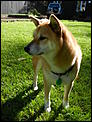 For Kija - our dogs in New Zealand-dscn1536.jpg