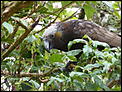 The birds of New Zealand , bird calls &amp; photos.-p1010243.jpg