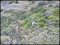 The birds of New Zealand , bird calls &amp; photos.-p1010324.jpg
