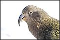 The birds of New Zealand , bird calls &amp; photos.-dsc_0351.jpg