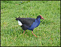 The birds of New Zealand , bird calls &amp; photos.-p1010955-parklands001.jpg