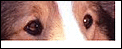 Whos eyes are these anyway? Game-dogwho.png