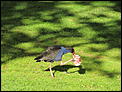 The birds of New Zealand , bird calls &amp; photos.-img_1699.jpg