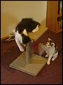 Papamoa cats need a new home....very sad-189777_10150168535676617_521456616_8229001_8283693_n.jpg