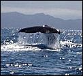 Whale saying goodbye to us-image.jpg