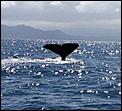 Whale saying goodbye to us-image.jpg