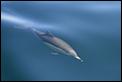 Grab a Deal   - Auckland Dolphon and Whale safari.-dolphin-safari-october-2010-028.jpg