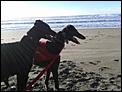 Greyhounds As Pets-1009106_10151539581659601_1115926248_o.jpg