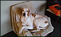 Dogs  -  pics and dog stories-wp_20130721_001.jpg