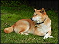 Dogs  -  pics and dog stories-dscn1673.jpg