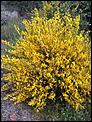 What are these plants?-broom.jpg