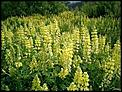 What are these plants?-lupin.jpg