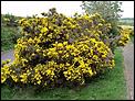 What are these plants?-gorse.jpg