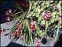 What are these plants?-photo0203.jpg