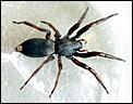 Creepy Crawlies in New Zealand-spiders_au_white_tailed_spider.jpg