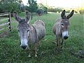 Donkey visiting!-img_3495.jpg