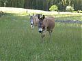 Donkey visiting!-img_3487.jpg