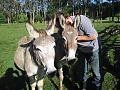 Donkey visiting!-img_3544.jpg