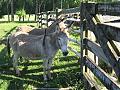 Donkey visiting!-img_3551.jpg