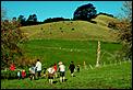 The Great New Zealand picture thread-picture-038.jpg