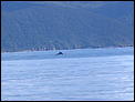 If you went down to the beach today........-2007_0408orca_whales0006.jpg