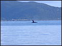 If you went down to the beach today........-2007_0408orca_whales0020.jpg