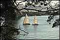 The real New Zealand picture thread-evening-sail.jpg