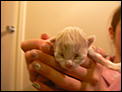 Kittens!-p1000860.jpg