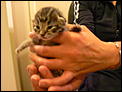Kittens!-p1000864.jpg
