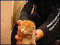 Kittens!-p1000871.jpg