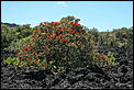 The Great New Zealand picture thread-lava-comes-tree-006.jpg