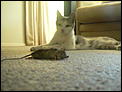 Mouse in the House-p1010874.jpg