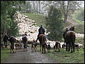 The Great New Zealand picture thread-sheep-muster.jpg