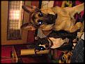Pictures of dogs moving to NZ....-dsc00169.jpg