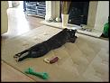 Pictures of dogs moving to NZ....-dsc00370.jpg