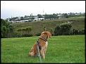 Pictures of dogs moving to NZ....-img_0712-medium-.jpg