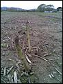 Nice Life in New Zealand-asparagus-spears.jpg
