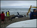 Orca washed up on Papamoa Beach-free-nobbie-002.jpg