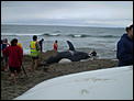 Orca washed up on Papamoa Beach-free-nobbie-003.jpg