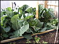 Hooray look at my veggies-misc2008_1029-005-.jpg