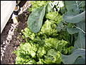 Hooray look at my veggies-misc2008_1029-009-.jpg